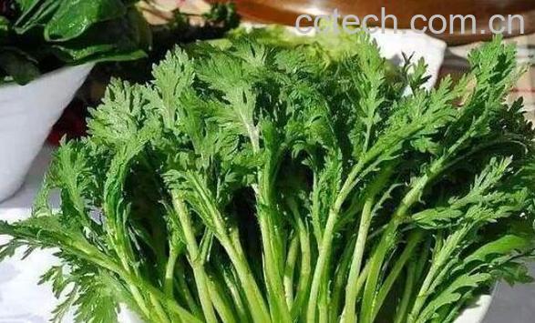 大蒿菜的功效与作用-0