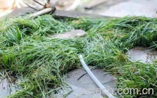 麦草的功效与作用-0