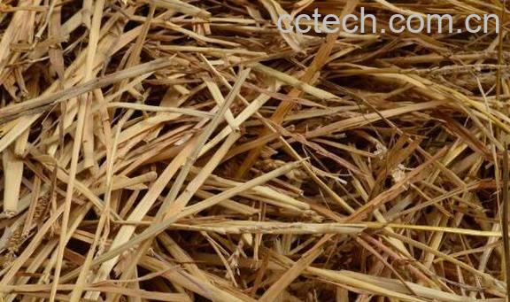 麦草的功效与作用-1