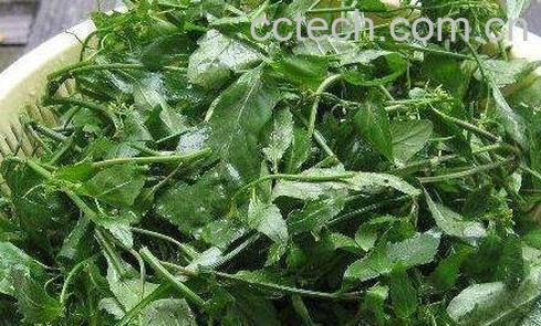 葛菜水的功效与作用-1