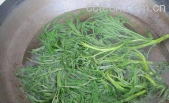 柳蒿泡水喝的功效与作用及禁忌-0