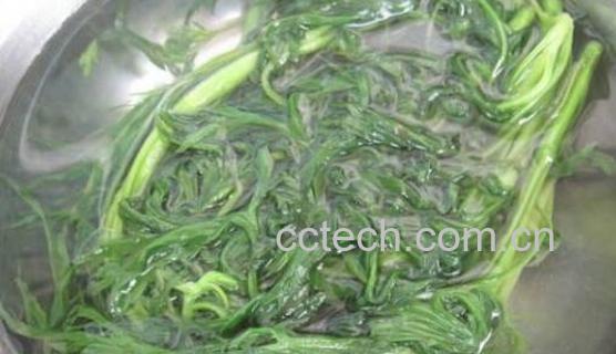 柳蒿泡水喝的功效与作用及禁忌-1