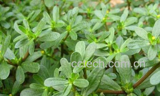 山马齿苋的功效与作用 山马齿苋怎么吃-1