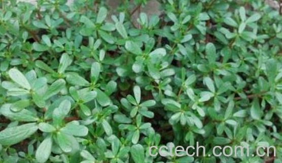 山马齿苋的功效与作用 山马齿苋怎么吃-0