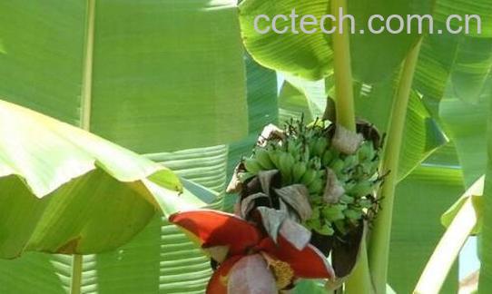 野芭蕉心的功效与作用-1