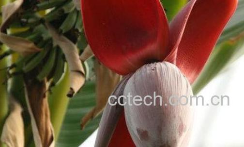 野芭蕉心的功效与作用-0