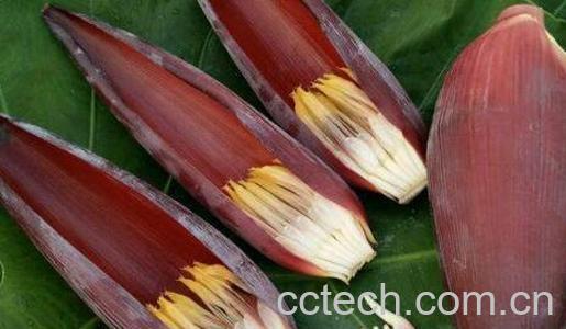 蕉花的药用功效与作用-0