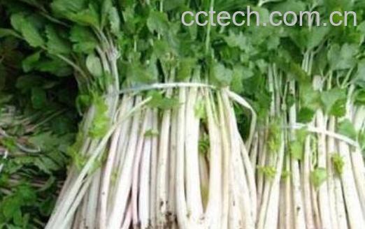 白芹菜和绿芹菜的区别 芹菜的功效-0