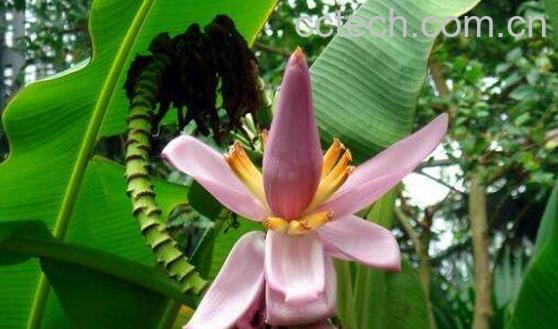 野蕉花的功效与作用 野蕉花怎么吃-0