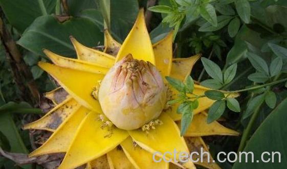 野蕉花的功效与作用 野蕉花怎么吃-1