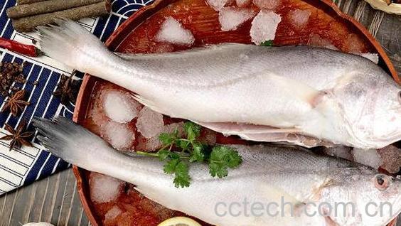 白果鱼属于什么鱼 白果鱼怎么吃-0