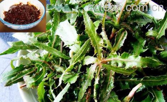 曲麻菜的功效与作用 曲麻菜的副作用-0