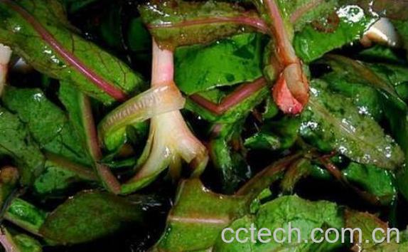 曲麻菜的功效与作用 曲麻菜的副作用-1