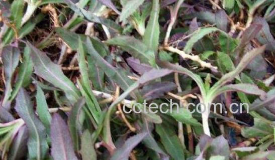 曲麻菜哪些人不能吃 吃曲麻菜的禁忌-0