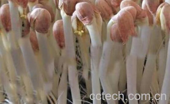 花生芽哪些人不能吃 吃花生芽的禁忌-1