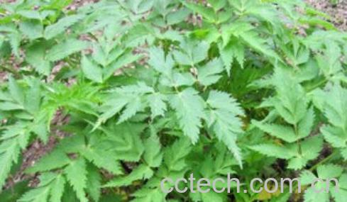 川穹菜的功效与作用-1