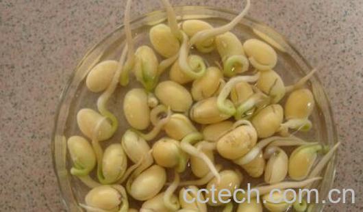 用醋快速生豆芽的方法-1