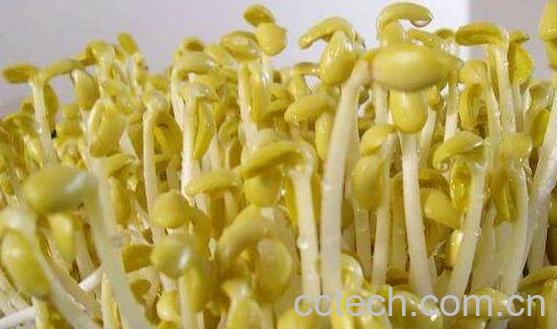 用醋快速生豆芽的方法-0