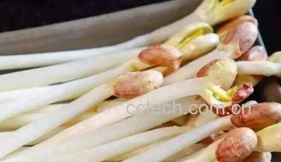 花生芽怎么发最快最好 自制花生芽的全过程-0