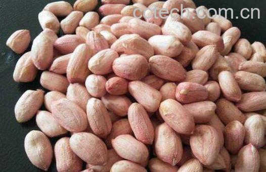 生花生米的功效与作用 生花生米的禁忌-0
