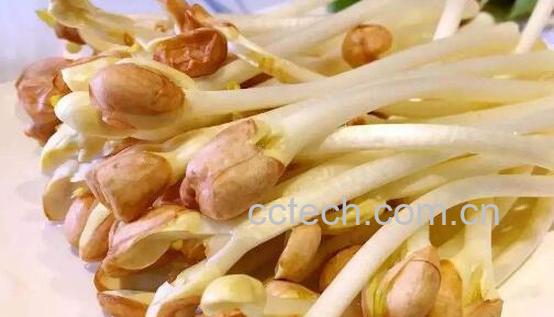 花生芽怎么发最快最好 自制花生芽的全过程-1