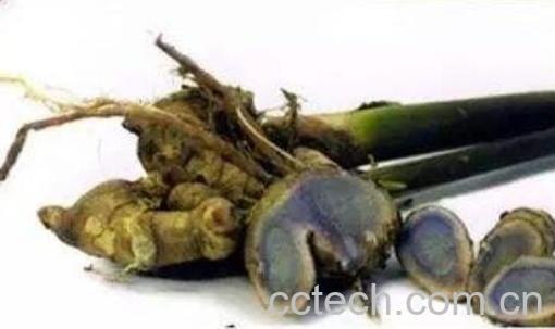 蓝姜的功效与作用 蓝姜的副作用-1