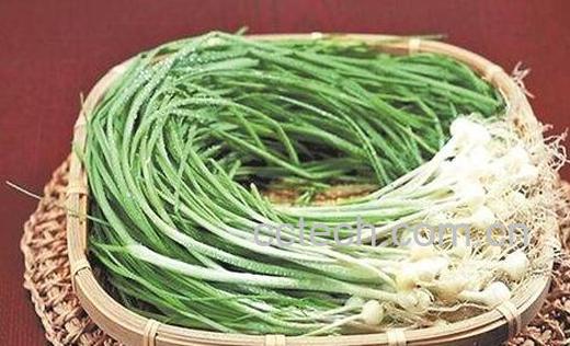 薤白的功效与作用及禁忌-0