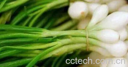 薤白的功效与作用及禁忌-1