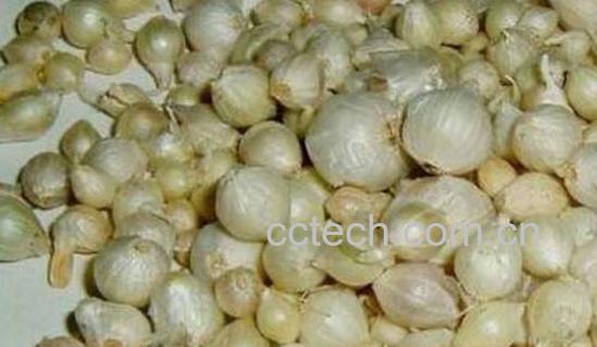 薤白中药哪些人不能吃 吃薤白的副作用有哪些-0