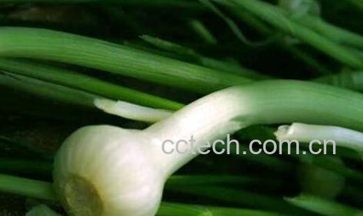 薤白中药哪些人不能吃 吃薤白的副作用有哪些-1