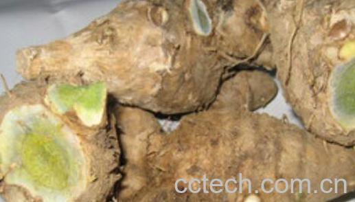 乌姜怎么吃 乌姜的食用方法-1