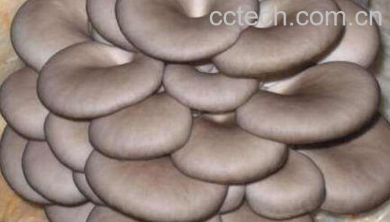 吃平菇的好处和坏处-0