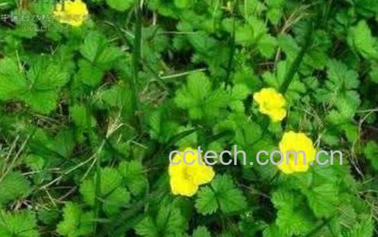 委陵菜的功效与作用及禁忌-1