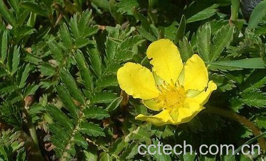 委陵菜的功效与作用及禁忌-0