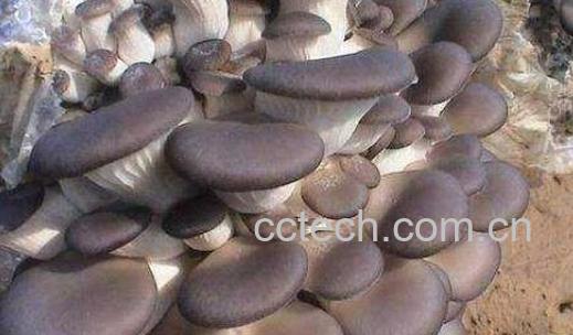 平菇的功效与作用及禁忌-0