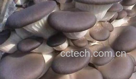 平菇的功效与作用及禁忌-1