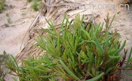 碱蓬菜怎样长期保存-1