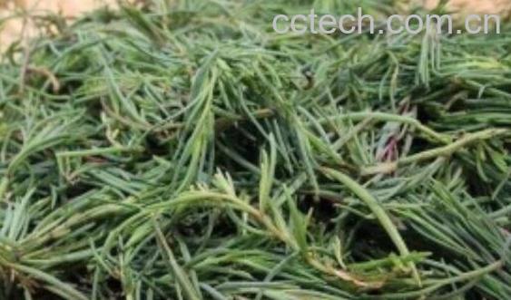 碱蓬菜怎样长期保存-0