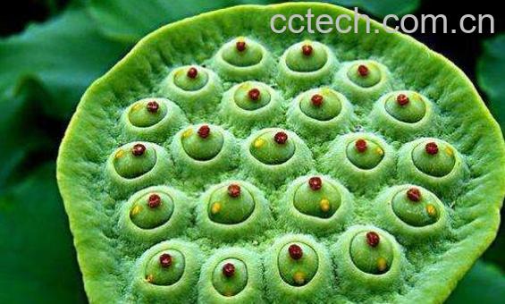 莲蓬菜怎么做好吃 莲蓬菜的家常做法教程-0