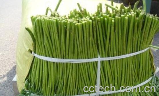 吃芦蒿的好处和坏处-1