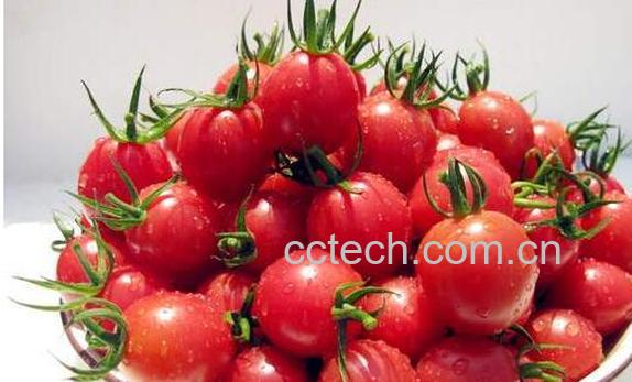 小番茄和圣女果的区别 吃圣女果的好处-1