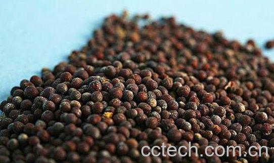 黑芥末籽的功效与作用-0