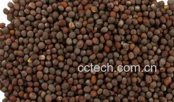 黑芥末籽的功效与作用-1