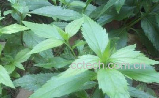 苦叶菜怎ô炒好吃 苦叶菜的正确吃法-0