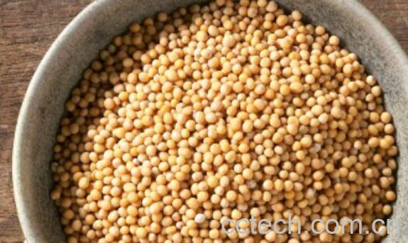 芥末籽和芥末的区别 怎么用芥菜籽自制芥末-1