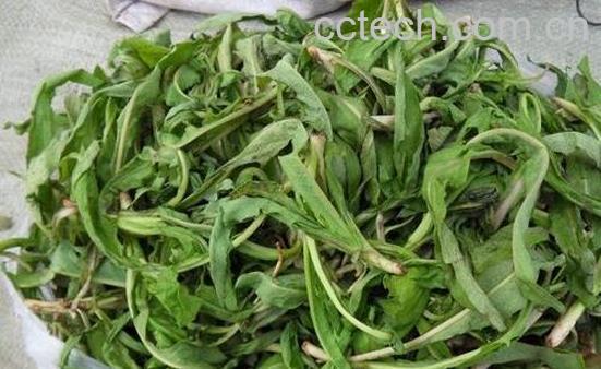 苦叶菜怎ô炒好吃 苦叶菜的正确吃法-1