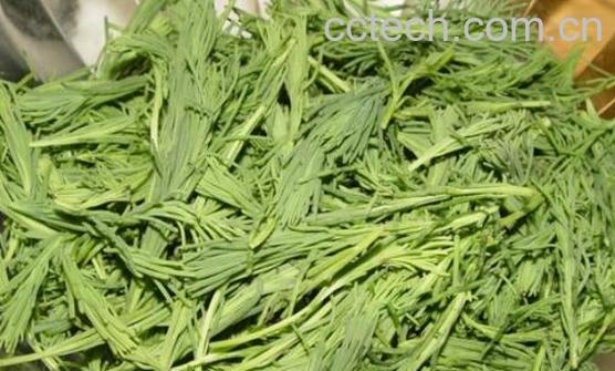 黄须菜与碱蓬菜的区别 黄须菜的功效与作用-1