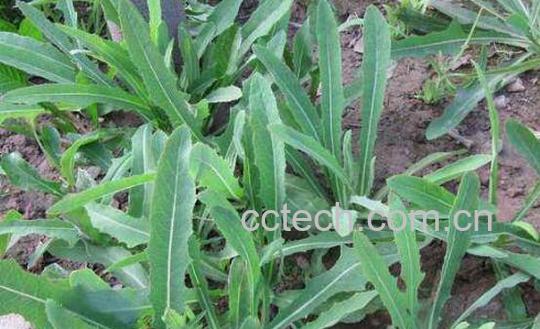 苦叶菜的功效与作用 苦叶菜的副作用-0