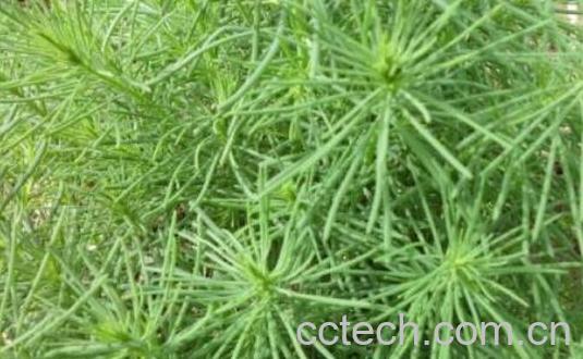 黄须菜与碱蓬菜的区别 黄须菜的功效与作用-0