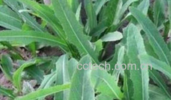 苦叶菜的功效与作用 苦叶菜的副作用-1